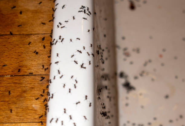Best Ant Control Services  in Union City, GA