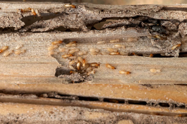 Bird Control in Union City, GA